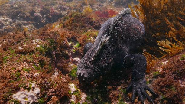 istock Marine Iguana, Galapagos Islands 1002677628
