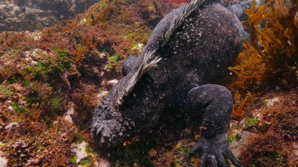 istock Galapagos marine iguana swimming undersea 1002677682