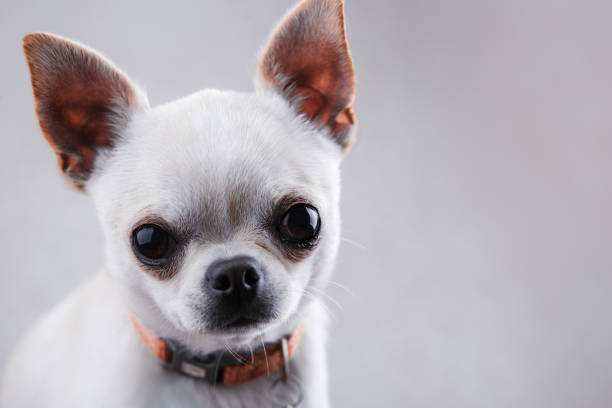 istock White chihuahua close-up on a light gray background. 1002678432