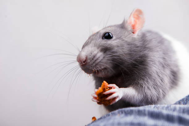 Image of Djungarian hamster holding sunflower seeds