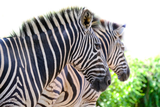 istock Two zebras playing with each other, South Africa. 1002681142