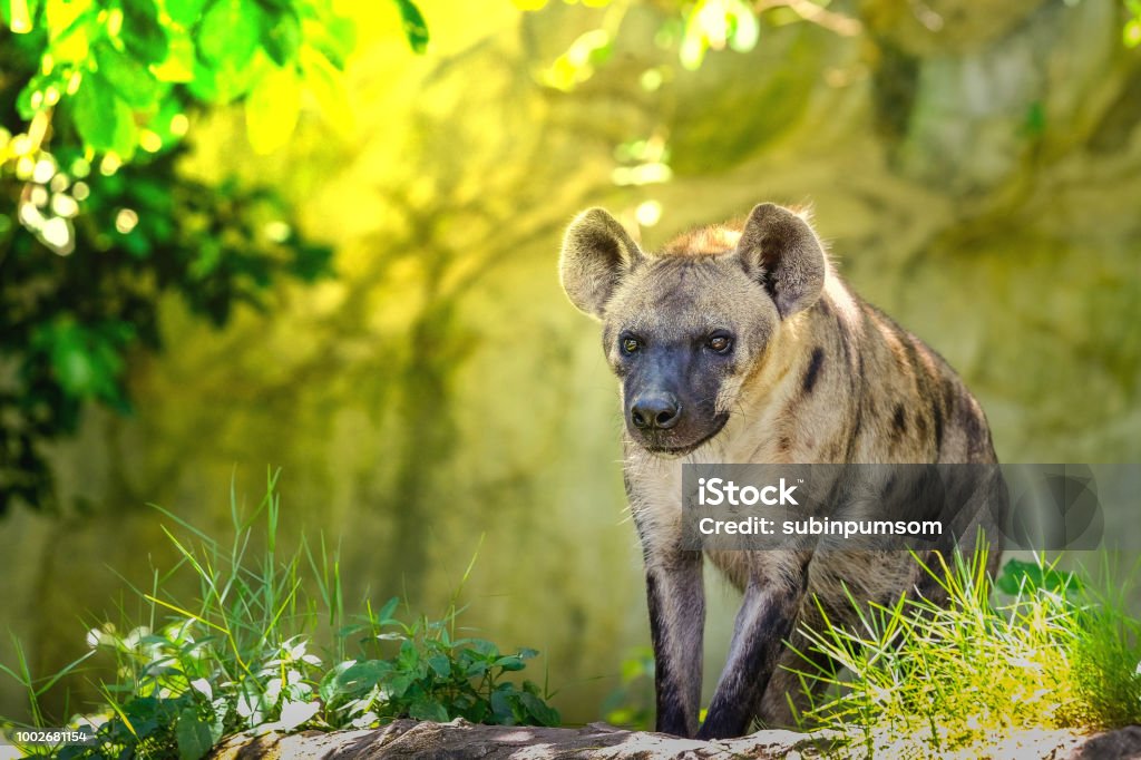 Spotted hyena (Crocuta crocuta), also known as the laughing hyena. Animal Wildlife Stock Photo