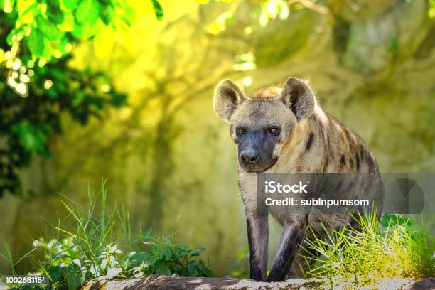 Spotted Hyena Also Known As The Laughing Hyena Stock Photo - Download Image Now