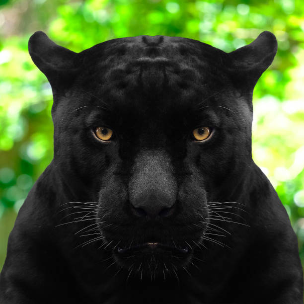 istock black panther shot close up with green background 1002681166