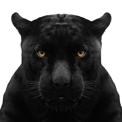 black panther shot close up with white background