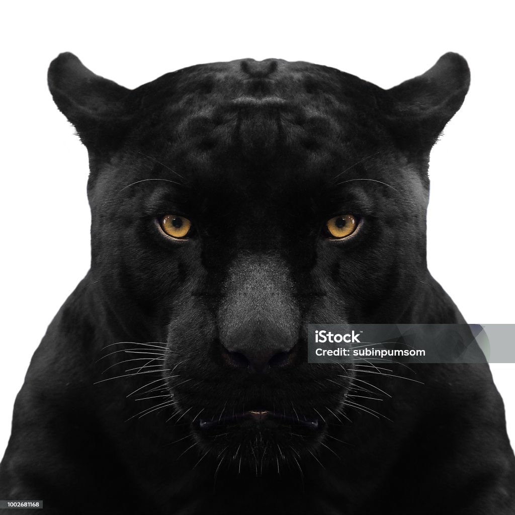 black panther shot close up with white background Leopard Stock Photo