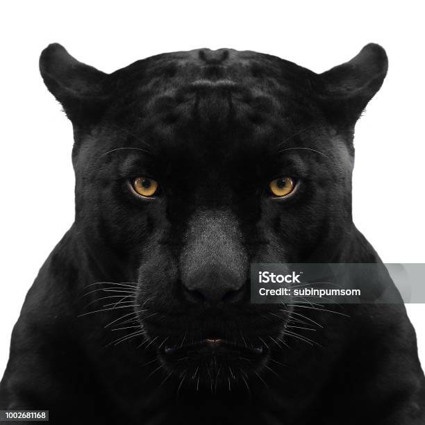 Black Panther Shot Close Up With White Background Stock Photo - Download Image Now - Leopard, Jaguar - Cat, Animal Head