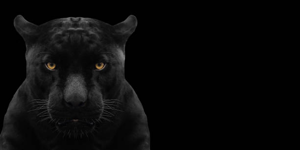 istock black panther shot close up with black background 1002681174