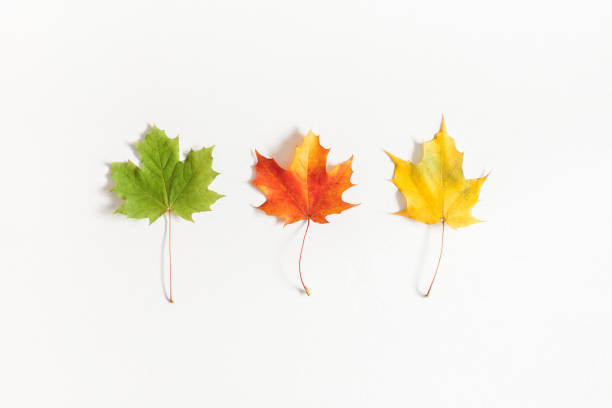 istock Autumn maple leaves on white background. Flat lay, top view 1002684994