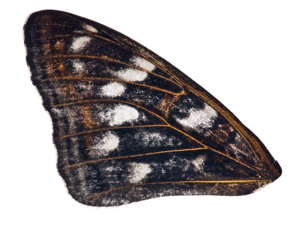 istock orange and black single butterfly wing on white 1002685176
