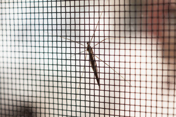 istock mosquito net wire screen on house window protection against insect 1002687798