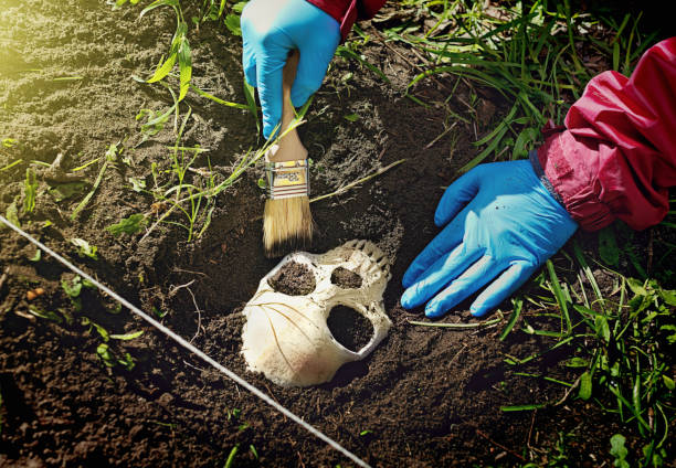 istock Archaeologist or CSI unearthing human skull 1002687818