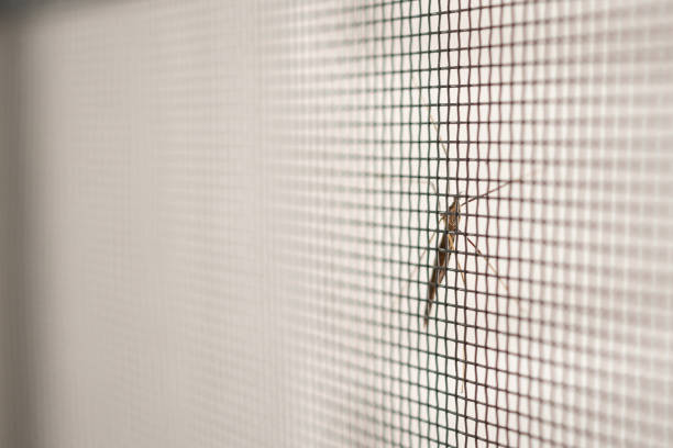 istock mosquito net wire screen on house window protection against insect 1002687824
