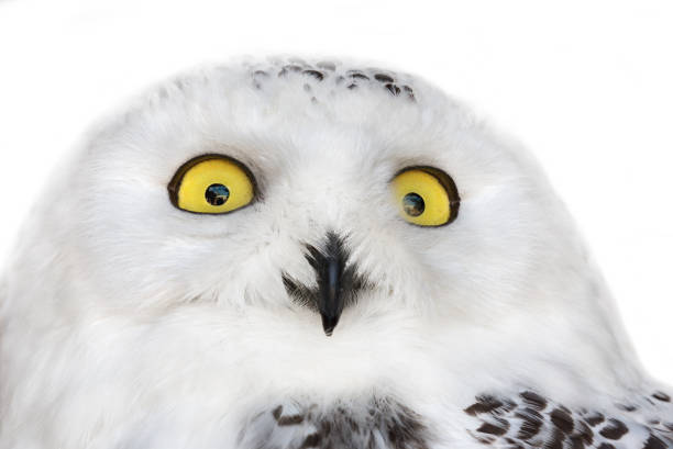 istock polar owl isolated portrait 1002687838