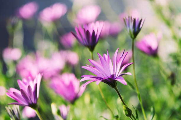 Fresh wild flower blue eye daisy on blurred nature background.