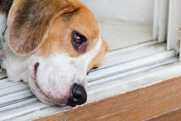 istock beagle dog lying on the floor by keep open his eye 1002688070