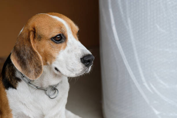 istock beagle dog sitting and looking to the outside 1002688264