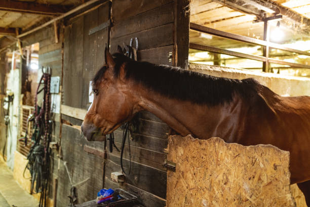 istock Brown horse in stable 1002688716