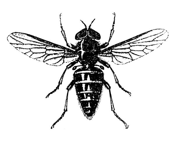 Xylota segnis is a common species of hoverfly Illustration of a Xylota segnis is a common species of hoverfly hoverfly stock illustrations