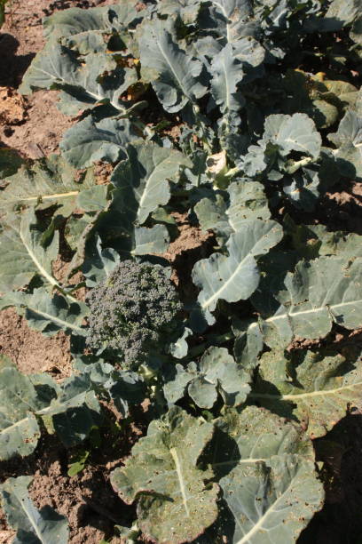 istock Vegetable garden  Organic product cabbage 1002696252