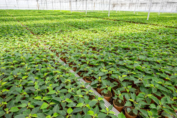 Red Poinsettia (Euphorbia pulcherrima) plants being grown in a greenhouse, in preparation for the holiday season. 
