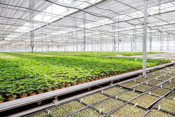 istock Green plants growing in the greenhouse 1002701514