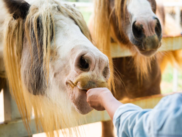 istock Hand feeding a horse with carrot. Feeding Pet Concept. 1002705230