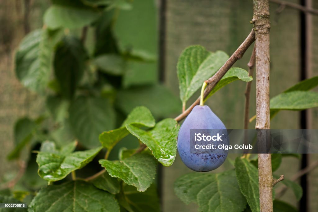 Rama con madura ciruela azul - Foto de stock de Agricultura libre de derechos