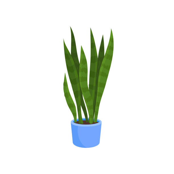 Flat vector icon of sansevieria trifasciata or snake plant in blue pot. Decorative houseplant with long bright green leaves Sansevieria trifasciata or snake plant in blue pot. Decorative houseplant with long bright green leaves. Nature element for home interior. Colorful flat vector design isolated on white background. sanseveria trifasciata stock illustrations