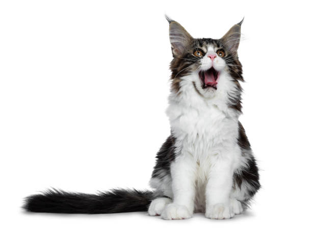 istock Beautiful black brown tabby with white Maine Coon cat kitten sitting up with tail next to body, looking up isolated on white background yawning 1002709078