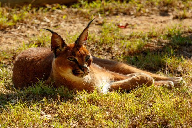 istock Rooikat lying and baking in the sun 1002709386