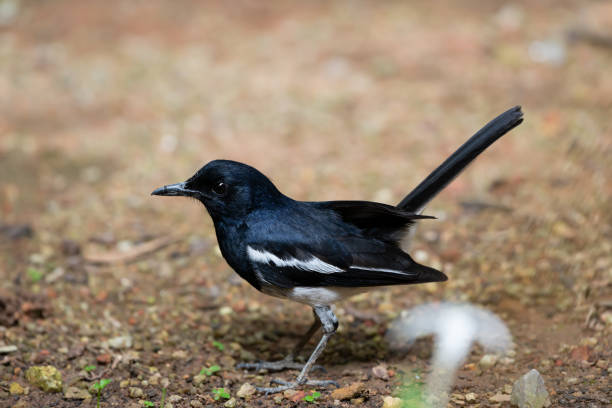 istock Charming bird in black and white color . 1002714618