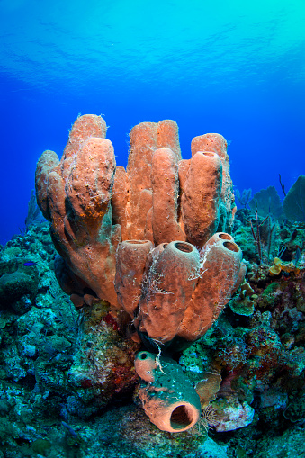 Sea sponge in the clear Carrebbean sea near Cayman Islands.
