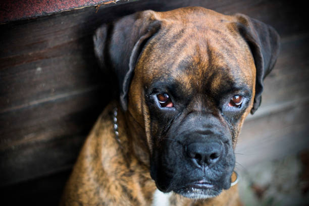istock Boxer dog portrait 1002718620