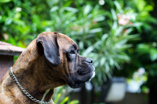 istock Boxer dog portrait 1002718636