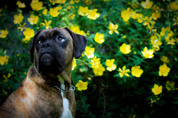 Boxer dog puppy full height side view portrait at outdoor park walking, green grass background, funny cute boxer dog face of short haired dog breed. Boxer portrait, wrinkled pup brown white coat color