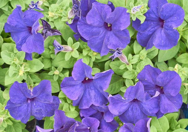 istock many bright young flowers petunia 1002718788