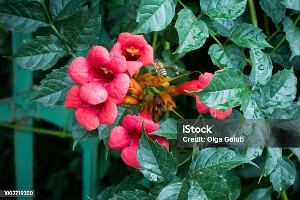 Floración Roja Bignonia O Enredadera De Trompeta De Flores De Vid Foto de  stock y más banco de imágenes de Belleza - iStock