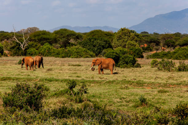 istock Elephant at Wild in Tsavo East National Park 1002722930