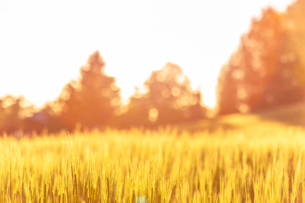 istock Barley field view from Sotkamo, Finland. 1002723214