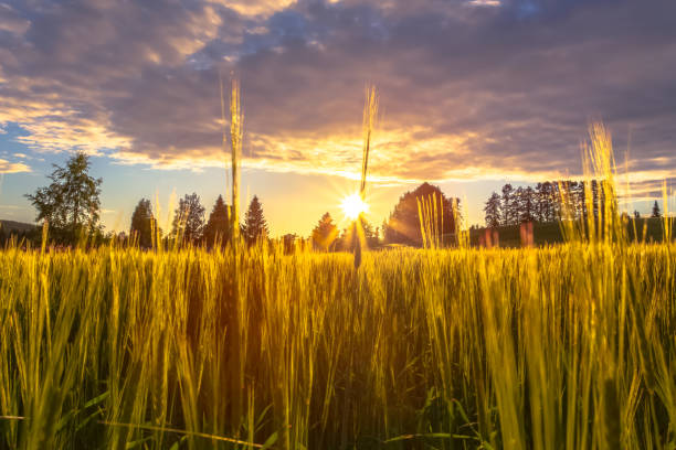 istock Barley field view from Sotkamo, Finland. 1002723338