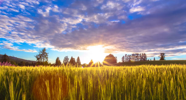 istock Barley field view from Sotkamo, Finland. 1002723386