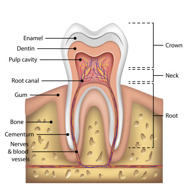 Tooth Anatomy Infographics Realistic White Tooth Mockup Oral Care