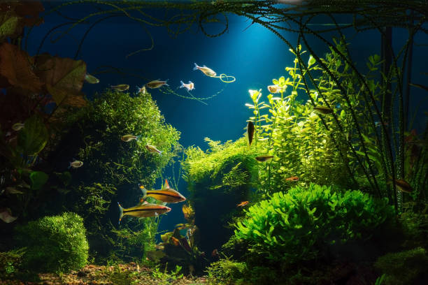 istock Night jungle at home 1002727922