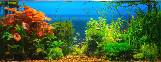 istock Tropical jungle at home 1002732150