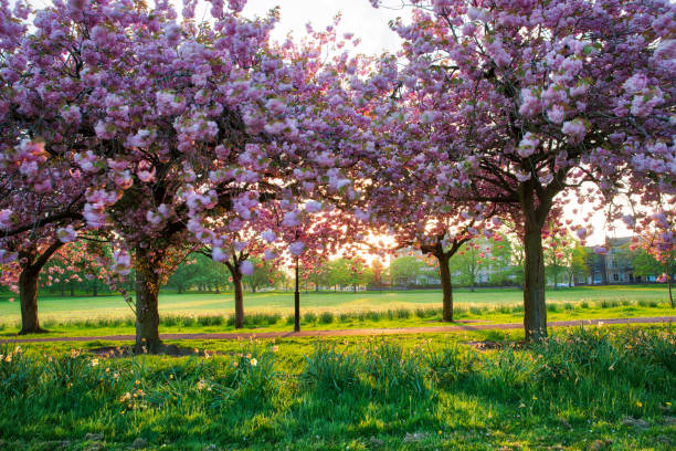 istock Cherry blossom sunset in Harrogate North Yorkshire England 1002732262