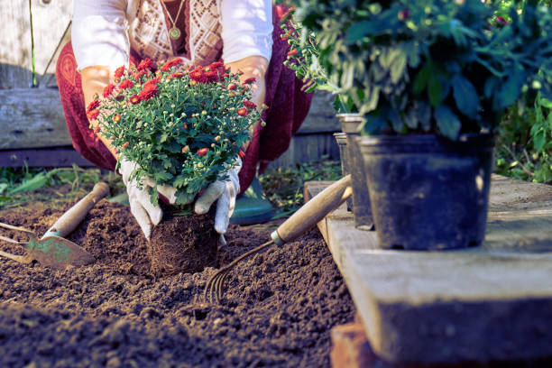 Toned photo of a woman planting beautiful flowers in summer garden. Female hands in protective gloves planting a bush of a red chrysanthemum to the earth in the garden in summer evening. garden hoe photos stock pictures, royalty-free photos & images