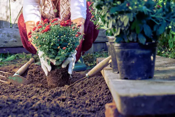 Female hands in protective gloves planting a bush of a red chrysanthemum to the earth in the garden in summer evening.