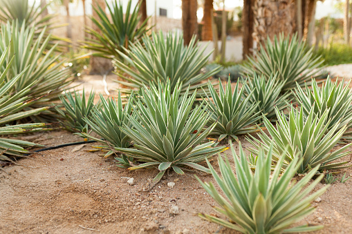 group of cactus bushes on the decorative flower garden of Agave