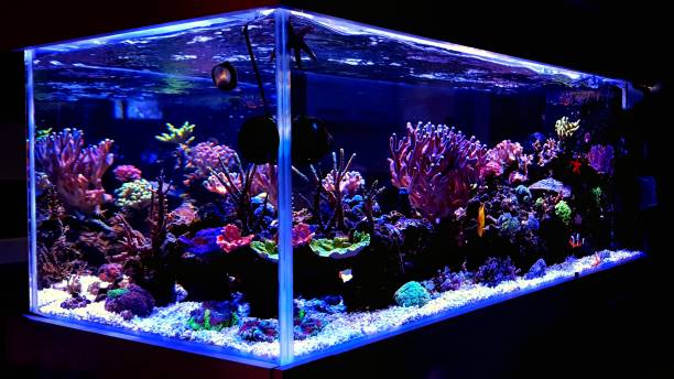 istock Saltwater coral reef aquarium fish tank 1002743142